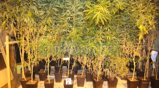 Dvojice si vybudovala indoor pěstírnu v rodinném domku