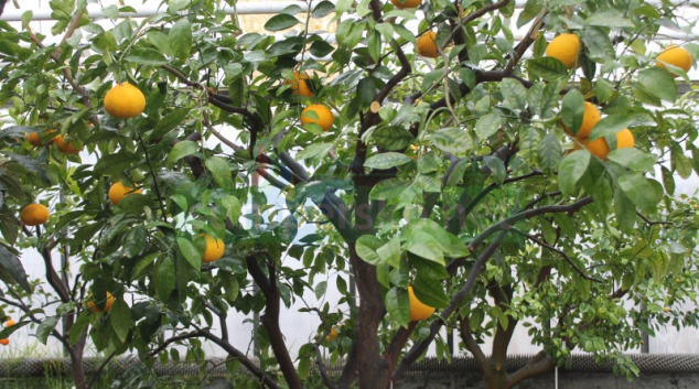 Vůně citrusů a záplava květů exotických rostlin