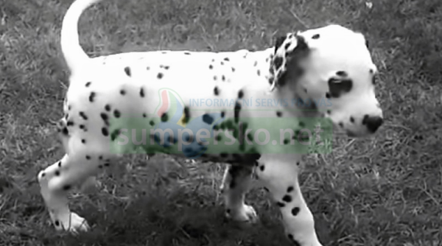 Dalmatin z Itálie nedorazil