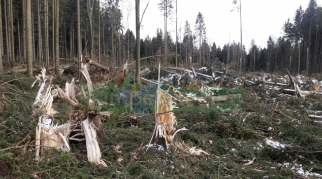 Vichřice Sabine a Julie zasáhly přibližně 1,3 miliony kubíků dříví