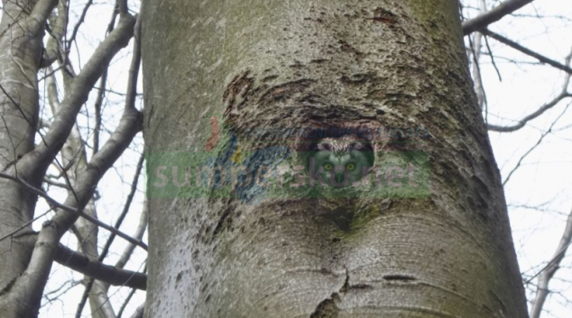 Vracíme sovy lesům