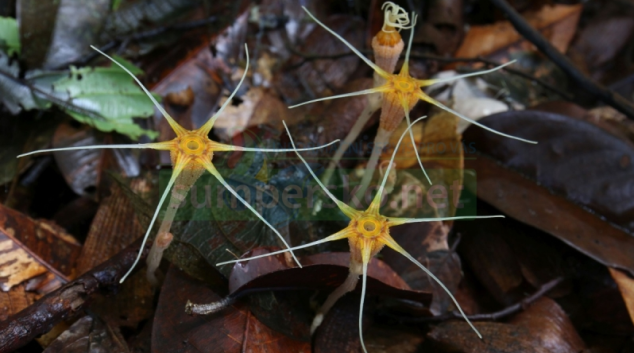 Biologové UP Olomouc našli na Borneu další dva nové druhy hvězdnatek