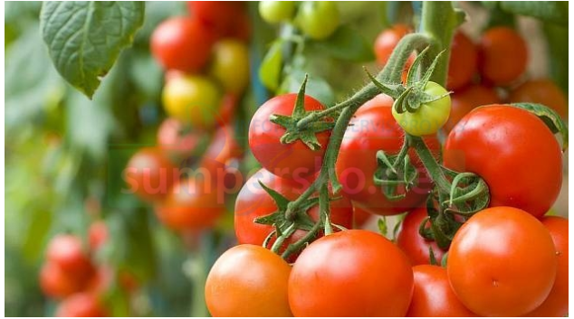 Selské trhy v Olomouci