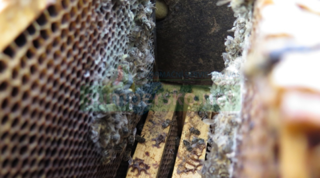 Letošní zima byla pro včelaře krutá