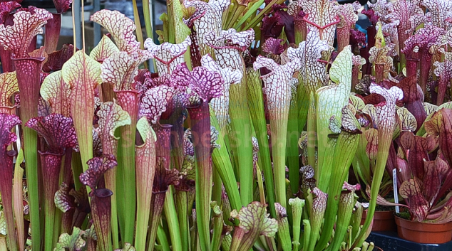 Unikátní výstava masožravých rostlin v Olomouci
