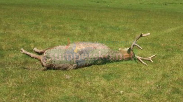 Vzácného jelena na Velkolosinsku museli utratit