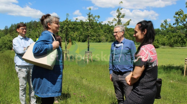 Přesazené lípy z šumperského náměstí mají „vyhráno“