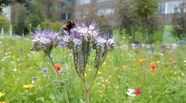 U přírodovědecké fakulty v Olomouci rozkvetla „hmyzí louka“