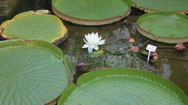Viktorie - největší druh leknínu na světě