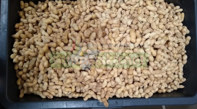 Potravinářská inspekce nevpustila do ČR přes 17 tun arašídů s aflatoxiny