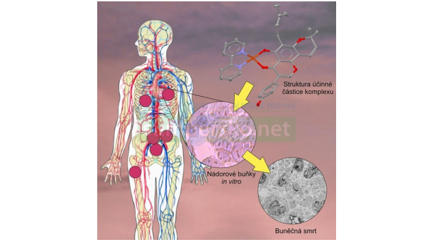 Vědci obohatili spektrum protinádorových látek