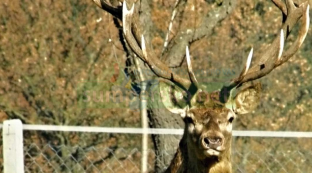 Pozor na zvěř během jízdy na Šumpersku