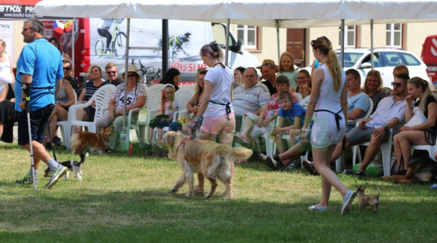 Šumperský hafan 2020