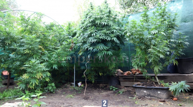 Konopí na Šumpersku „sklidili“ policisté