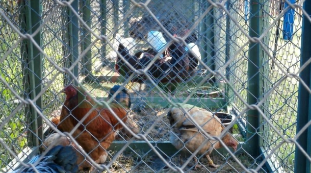 Zloději, nejen slepic z kurníku, hrozí až osm let odnětí svobody