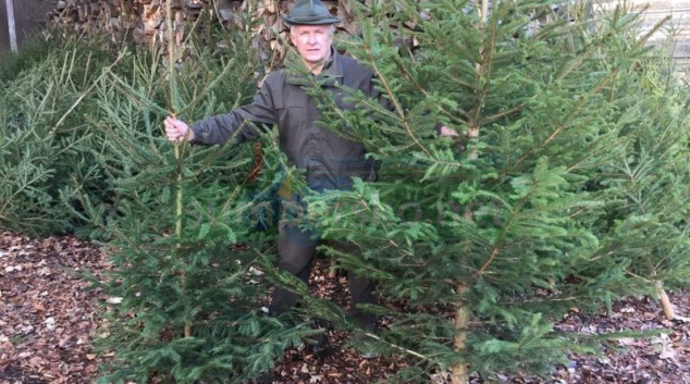 Vánoční stromky do nemocnic