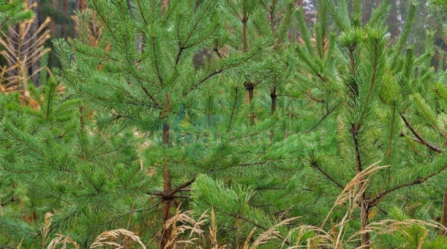 Lesy ČR darovaly nemocnicím vánoční stromky