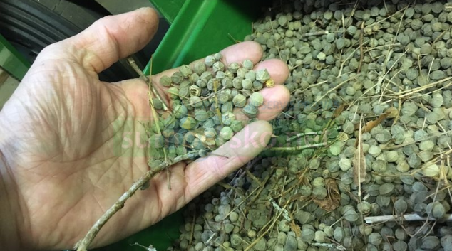 Osivo pro lesy nové generace