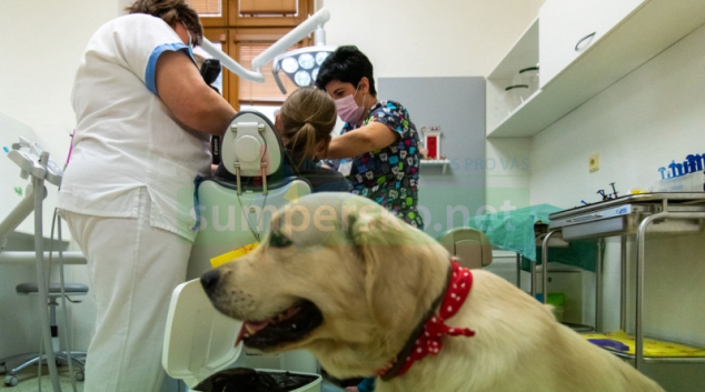 Zubní víla ve FN Olomouc má čtyřnohého pomocníka
