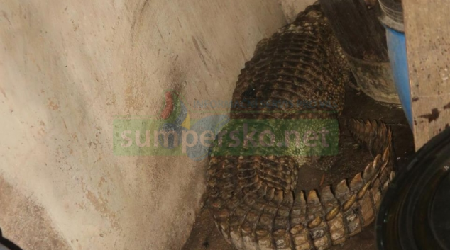 Při požáru v Klopině hasiči objevili krokodýla nilského