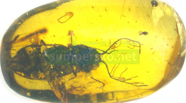 Entomologové z katedry zoologie připravili jedinečný přehled fosilií kovaříků