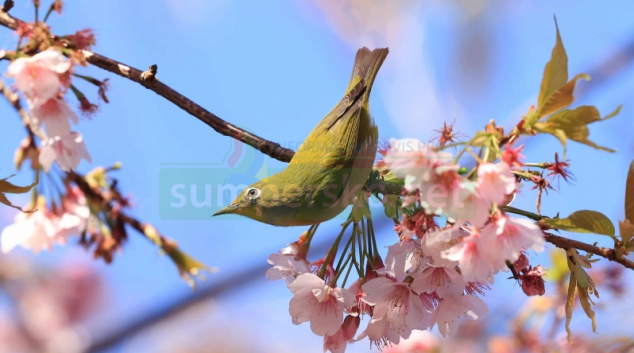 Japonské centrum v Olomouci