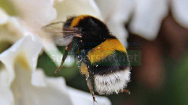 Letošní zima byla pro včelaře přívětivější