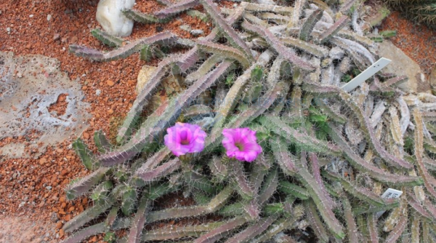 Sbírkové skleníky opět otevírají