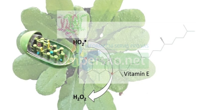 Vitamín E chrání rostlinné buňky