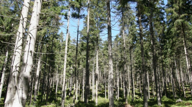 Dva roky těžil dřevo v cizím lese. Škoda je skoro milion.