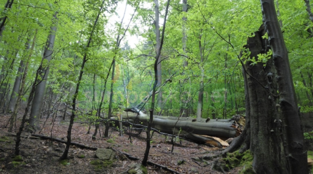 Jizerskohorské bučiny jsou zapsány na seznamu UNESCO