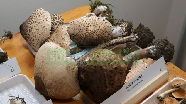 Výstava hub v šumperském muzeu