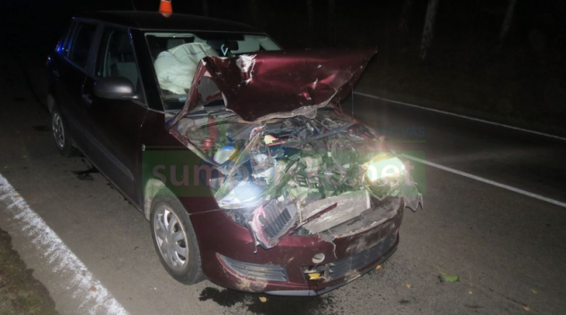 Přibývá střetů s lesní zvěří