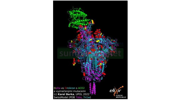 Rozdíly v mutacích variant koronaviru delta a omikron
