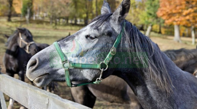 Chtěla nového koně, zatím se připravila o desítky tisíc korun