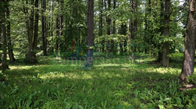 Lesopark Cihelna čeká první etapa revitalizace