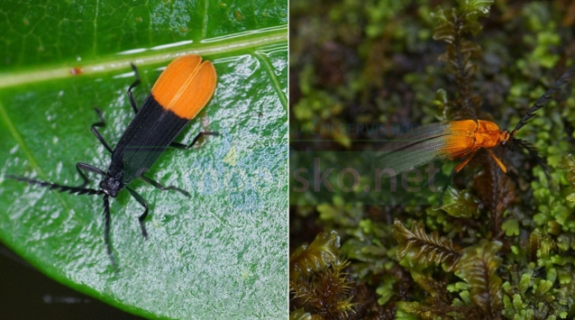 V jediné skupině brouků zoologové ÚP odhalili tisíc nových druhů