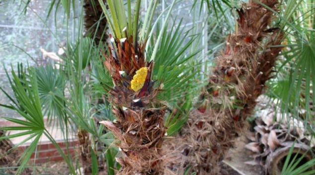 Jedinečné květy a exotická zvířata