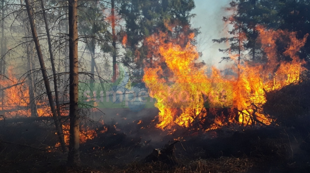 S požárem lesa se potýkalo sedmdesát hasičů a vrtulník