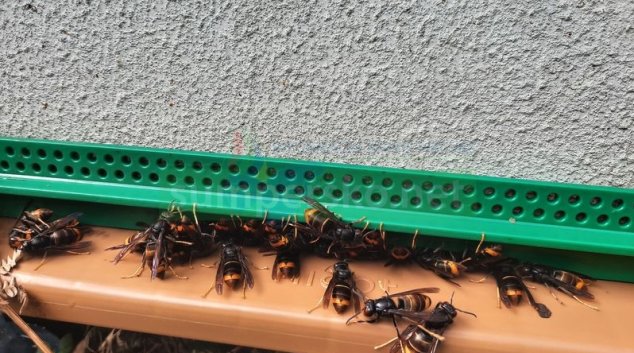 Některé části Evropy čelí invazi agresivních sršní asijských