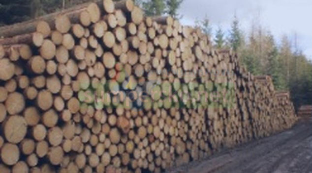 Lesy ČR uzavírají přímé kontrakty na dodávky dříví