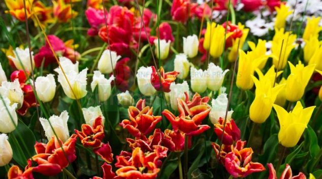 Desítky tisíc květin a bohatý program