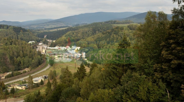 Zloděj pokácel a odcizil vzrostlé stromy