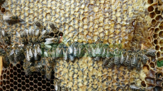 Včelstva zimu tentokrát přežila bez velkých ztrát
