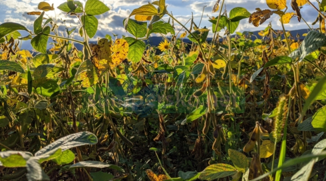 Rozeznávání genů, které ovlivňují konkrétní vlastnosti rostlin