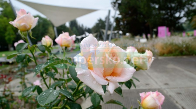 Festival Vyznání růžím i oslavy výročí olomouckého rozária