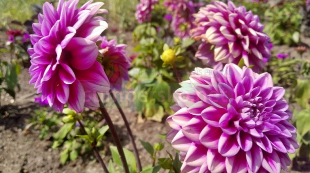 Výstaviště Flora vrací na část hlavní aleje ornamentální záhony