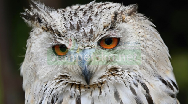 Čtyři záchranné stanice pro zvířata budou mít jednoduší provoz