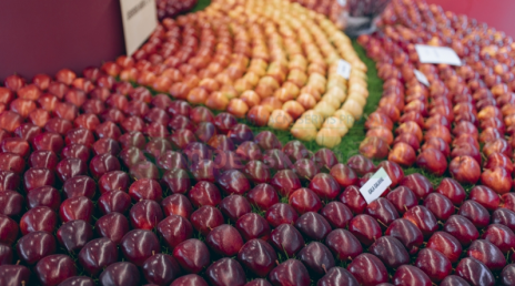 Hlavní expozici podzimní Flory tvoří desítky tun kvalitní české zeleniny a ovoce