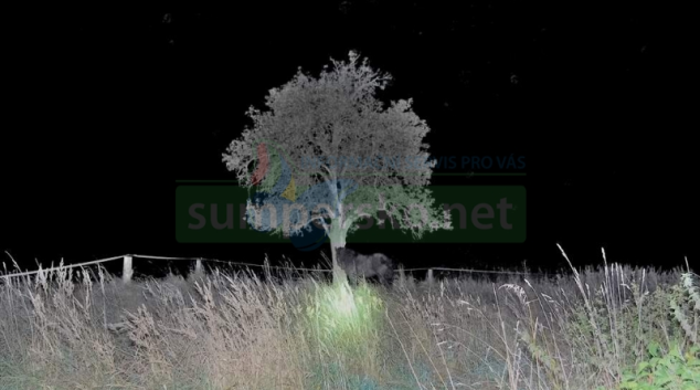 Procházející se kůň zastavil auto